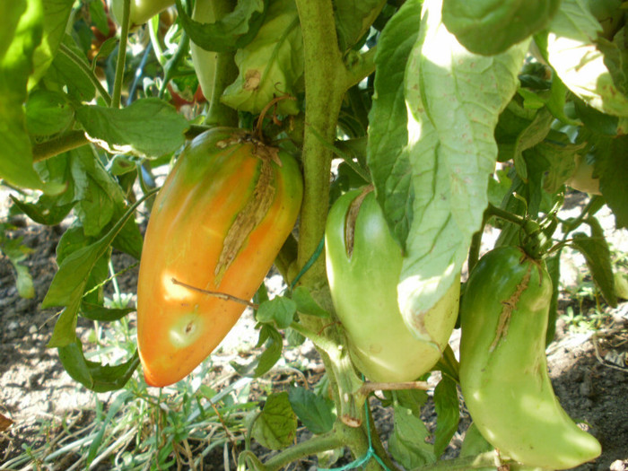 P7193903 - Gradina de legume 2012