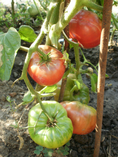 P7284399 - Gradina de legume 2012