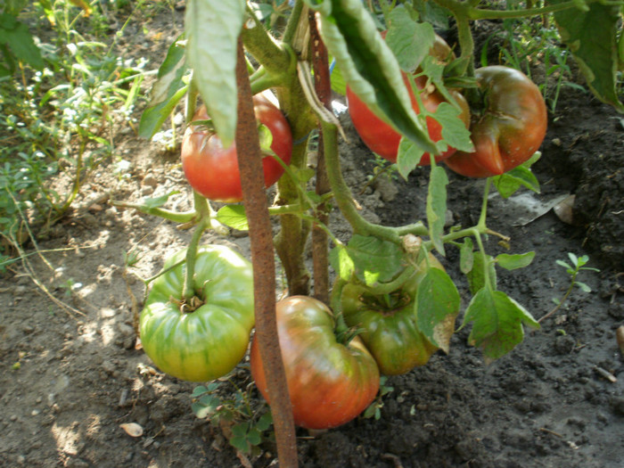 P7284400 - Gradina de legume 2012