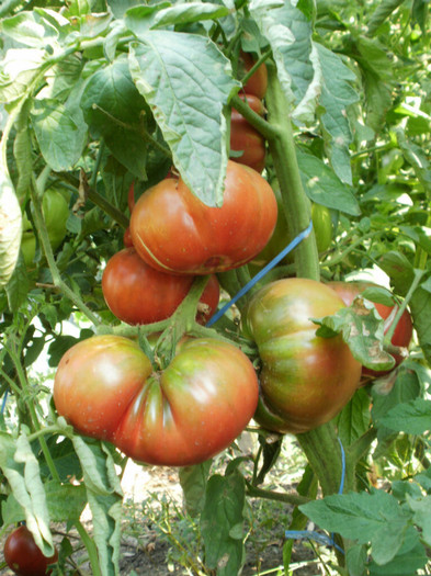 P7284406 - Gradina de legume 2012