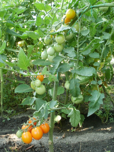 P7284429 - Gradina de legume 2012