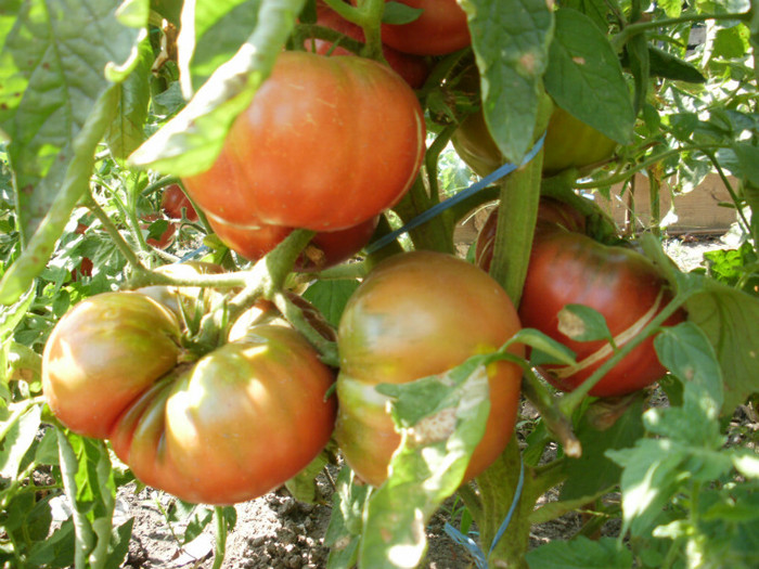 P7284510 - Gradina de legume 2012