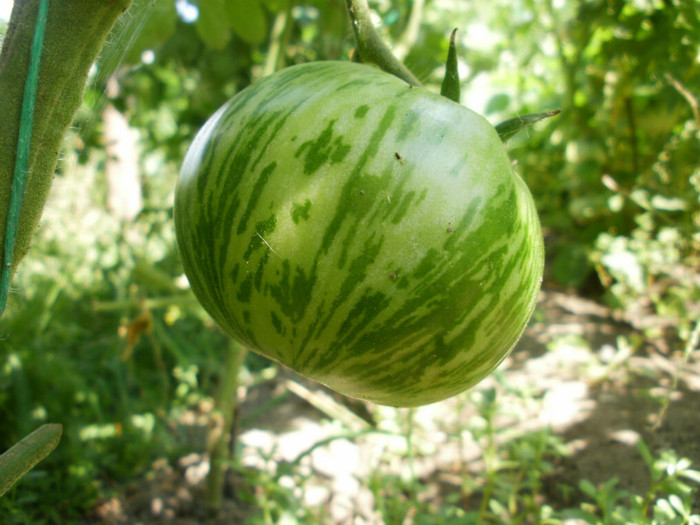 P7284525 - Gradina de legume 2012