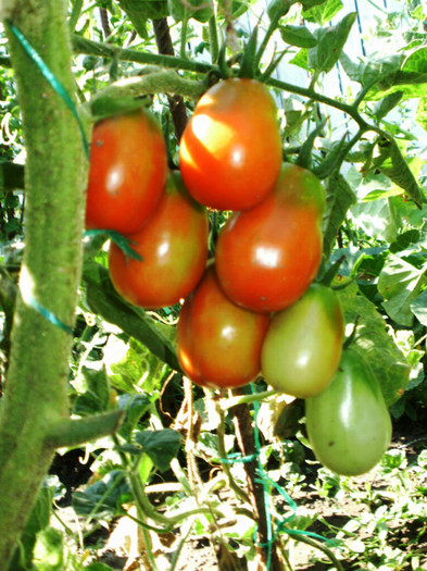 P7294582 - Gradina de legume 2012