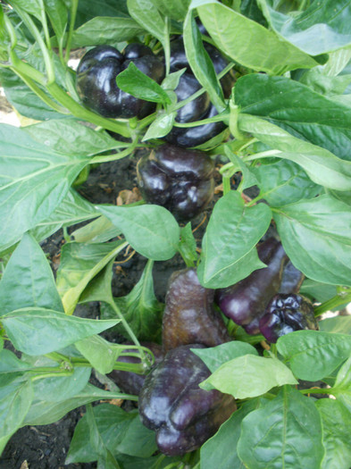P7294591 - Gradina de legume 2012