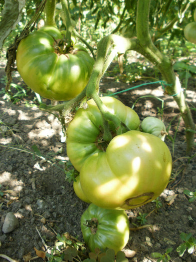 P7294612 - Gradina de legume 2012