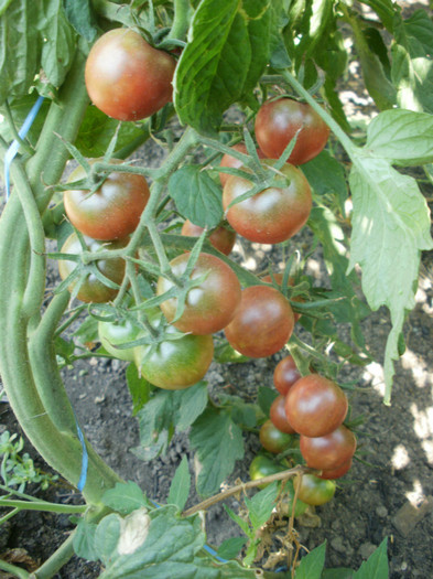P7294623
