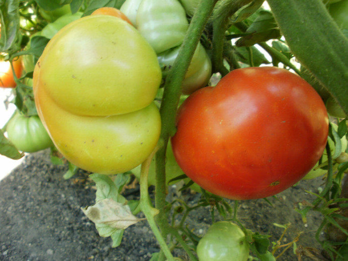 P7294649 - Gradina de legume 2012