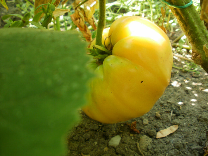 P7294657 - Gradina de legume 2012