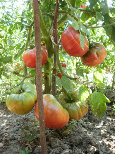 P7294663 - Gradina de legume 2012