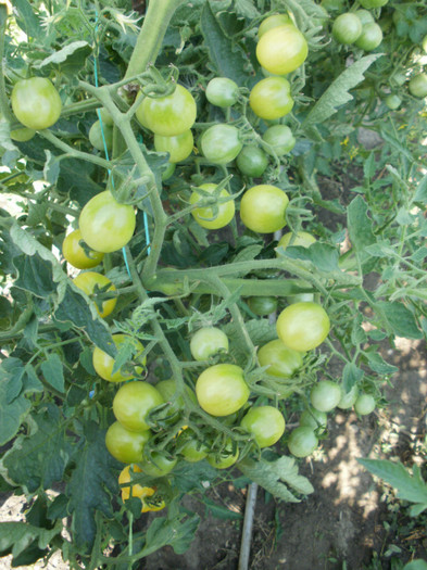 P7294711 - Gradina de legume 2012