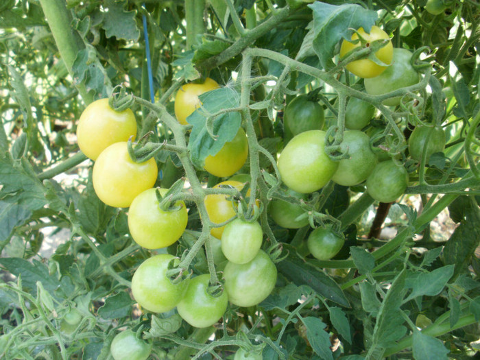 P7294714 - Gradina de legume 2012