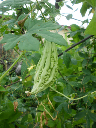 P7294801 - Gradina de legume 2012