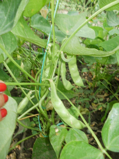 P7294818 - Gradina de legume 2012
