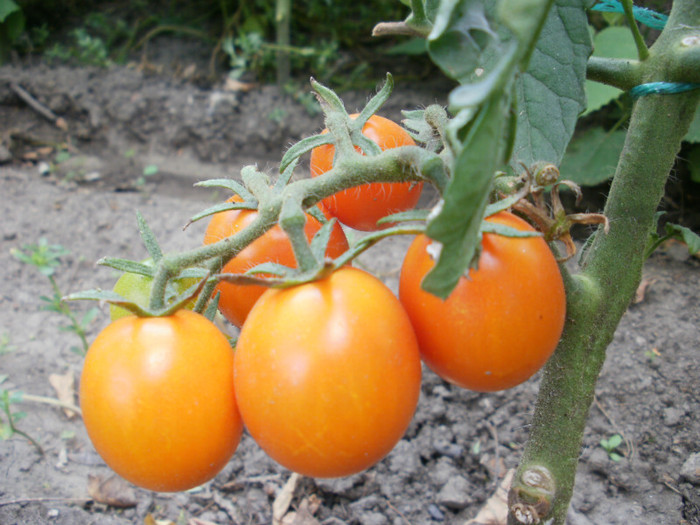 P7294824 - Gradina de legume 2012