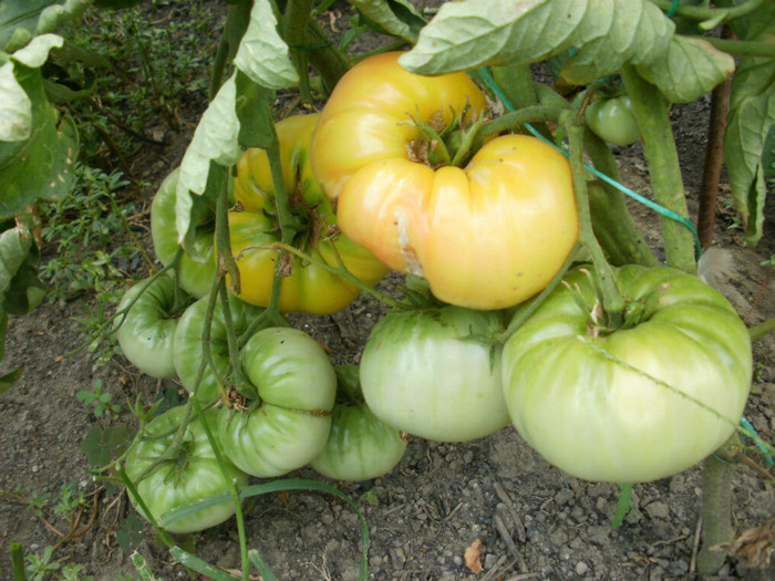 P7294838 - Gradina de legume 2012