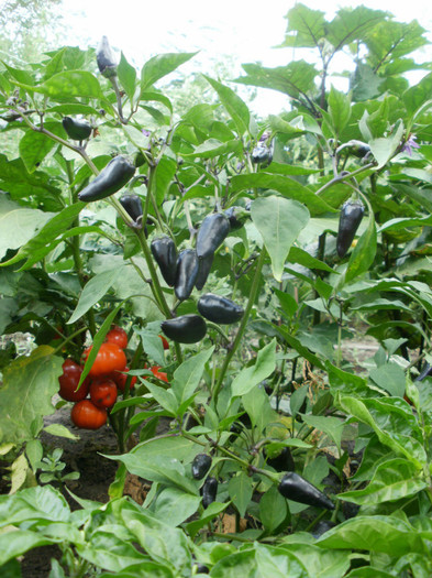 P7294885 - Gradina de legume 2012