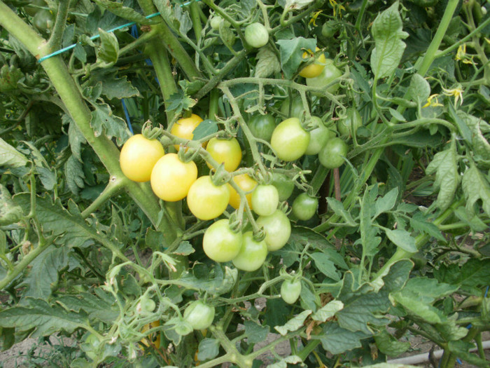 P7294892 - Gradina de legume 2012