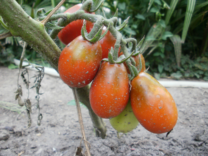 P7294902 - Gradina de legume 2012