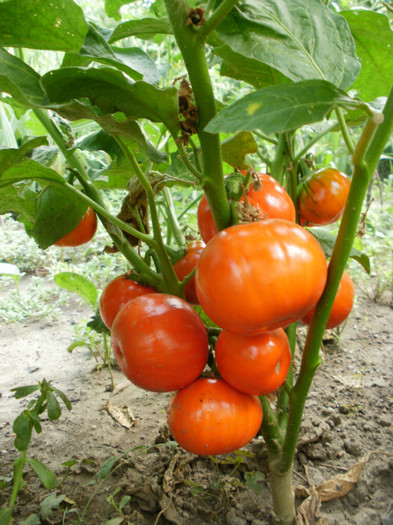 P7315168 - Gradina de legume 2012