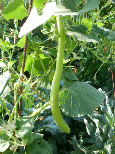 P8035227 - Gradina de legume 2012