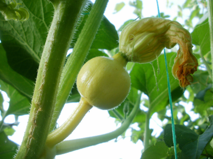 P8035238 - Gradina de legume 2012