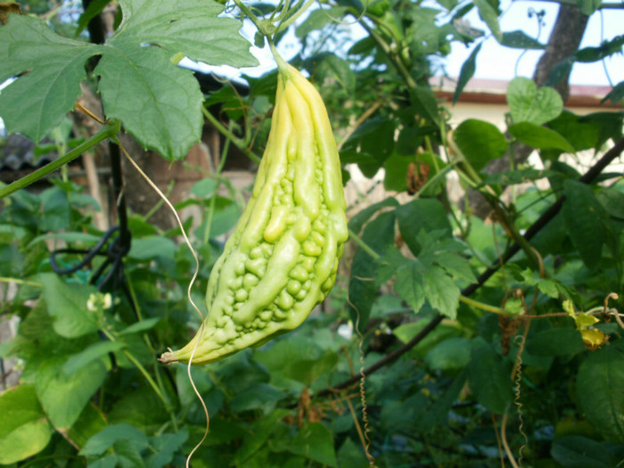 P8035240 - Gradina de legume 2012