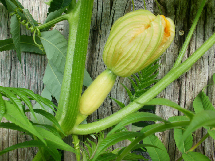 P8035244 - Gradina de legume 2012