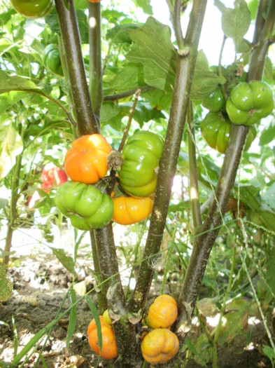 P8035263 - Gradina de legume 2012