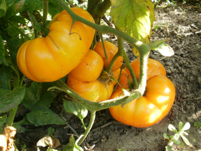 P8035287 - Gradina de legume 2012