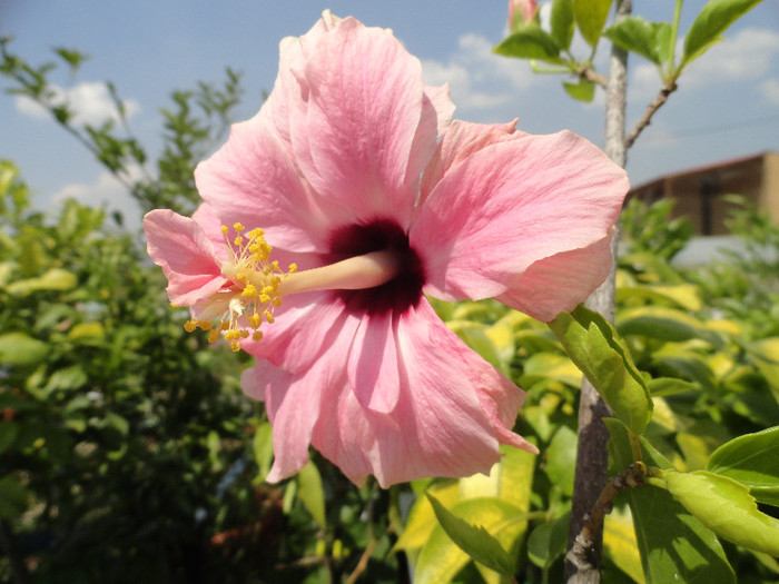 Picture 245 - Hibiscus