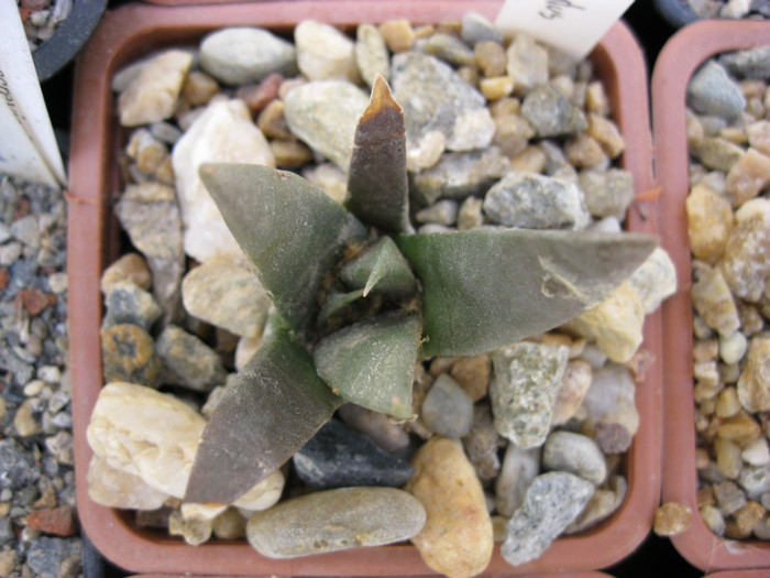 A. retusus ssp. retusus fma.elongatus - Ariocarpus