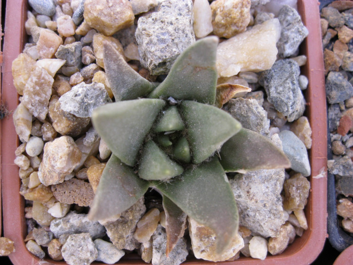 A. retusus ssp.trigonus fma.minor - Ariocarpus