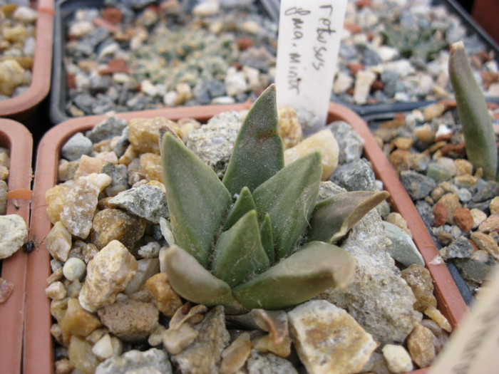 A.retusus ssp.trigonus fma.minor - Ariocarpus