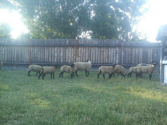 s-au vandut in Tecuci - de vinzare