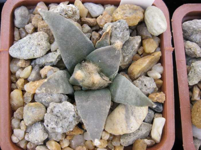 A. retusus ssp.retusus - Ariocarpus