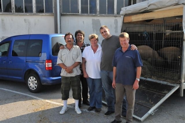 parintii import- Austria-2010 - de vinzare