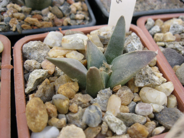 A. retusus ssp.retusus - Ariocarpus