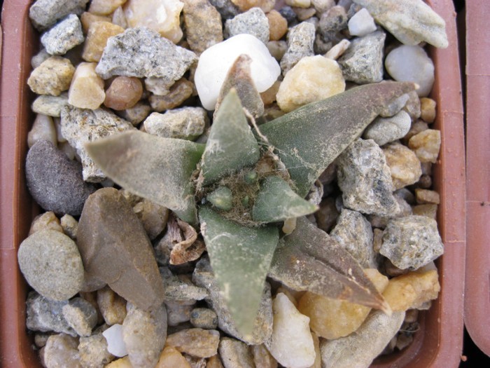 A. retusus ssp.trigonus - Ariocarpus