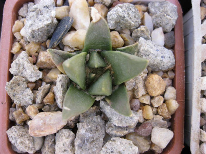 A. retusus ssp.trigonus