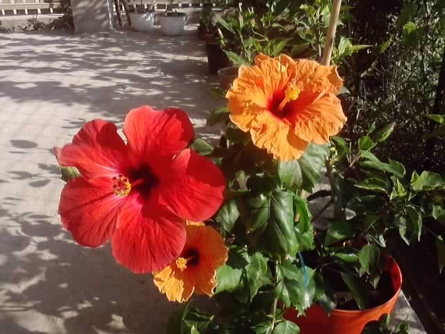 P030812_17.32 - hibiscusi-2012-1