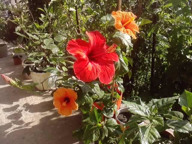 P030812_17.32_[02] - hibiscusi-2012-1