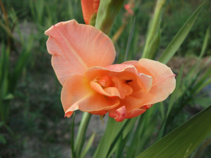 Picture 414 - Gladiole