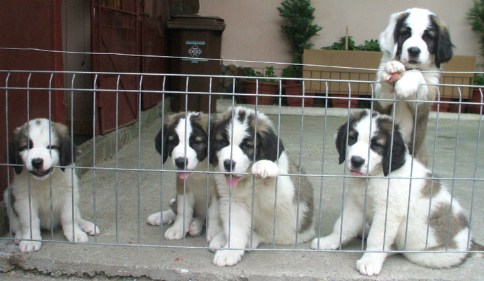 DSCF4381 - Saint Bernard