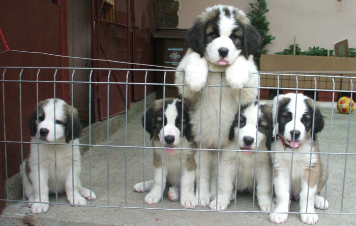 DSCF4379 - Saint Bernard