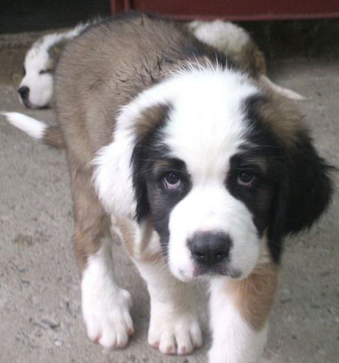 DSCF4395 - Saint Bernard