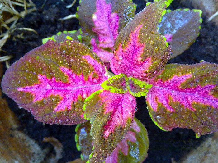 coleus blumei