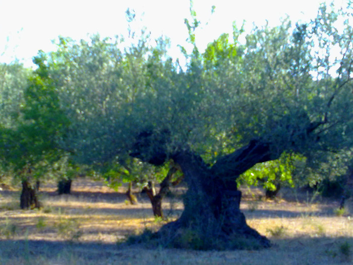 maslin - C Chovar zona muntoasa  parc natural