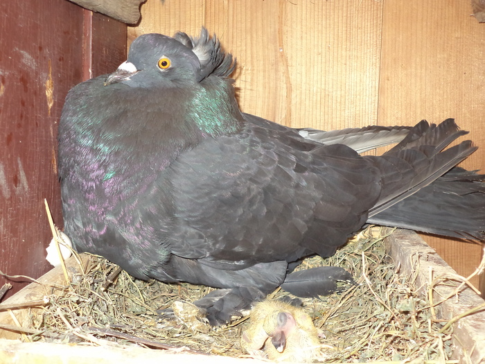 DSC00406 - Porumbeii mei 2012