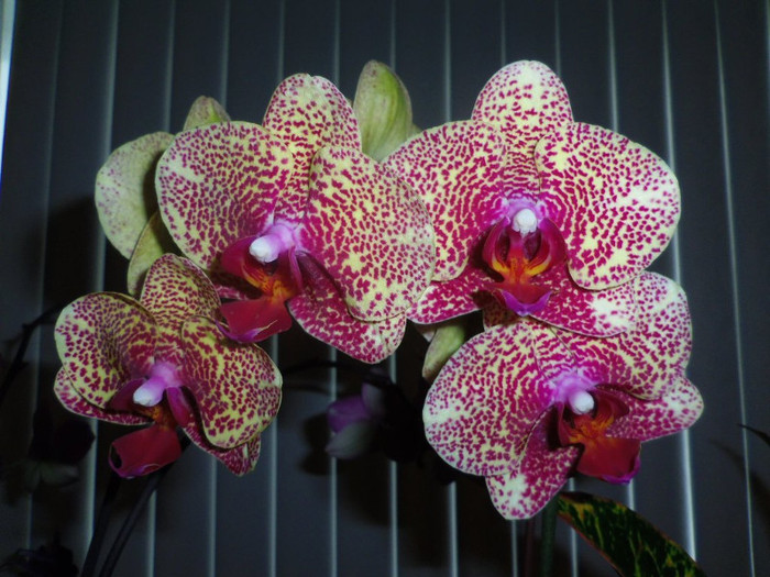 03 aug. 2012 - 2012 Orhidee